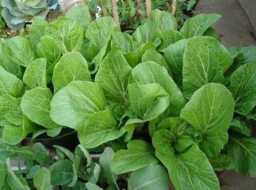 配送品種:大芥菜