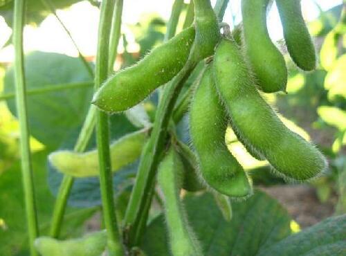 蔬菜品種:毛豆