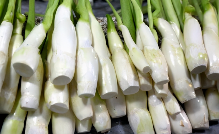 蔬菜配送公司選品參考:耐鹽茭白的生長秘訣