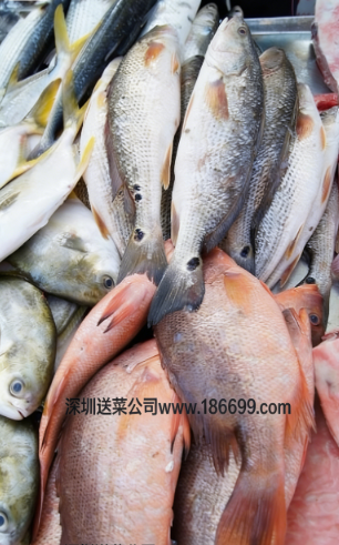 惠州農產品配送?中心與您分享:淡水魚和海魚的營養差別!