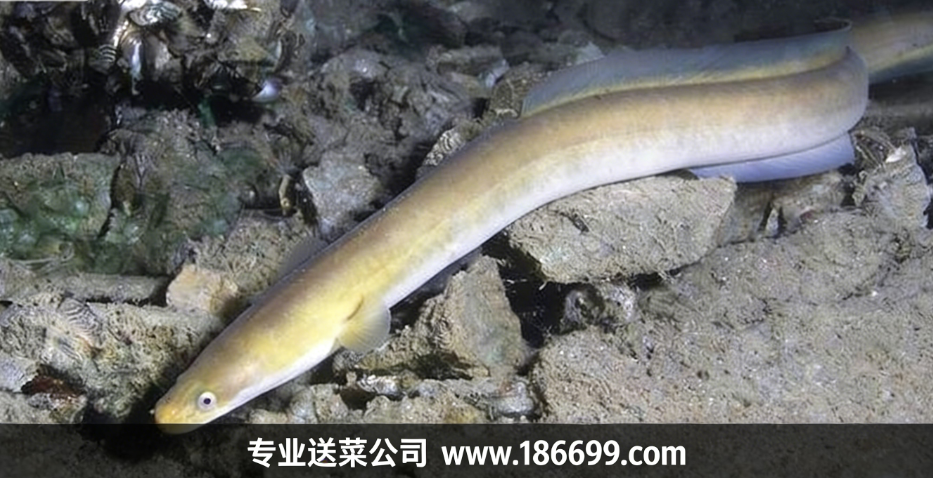 警惕!吃鰻魚前先看:這四類人不適合吃鰻魚
