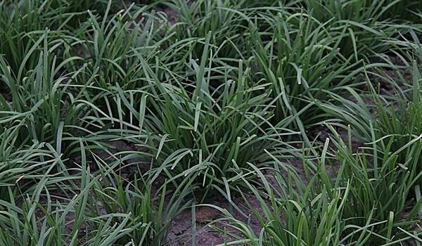 1760088374.jpg tupian_jiucai4.jpg