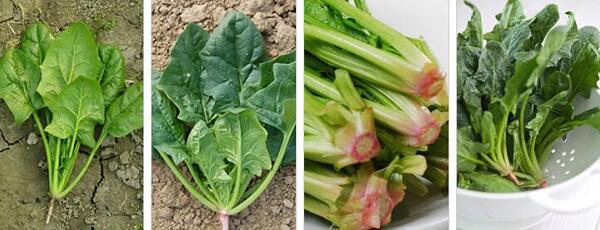 1760175317.jpg tupian_bocai3.jpg