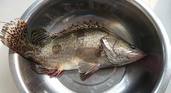 1760256691.jpg tupian_guihuayu2.jpg