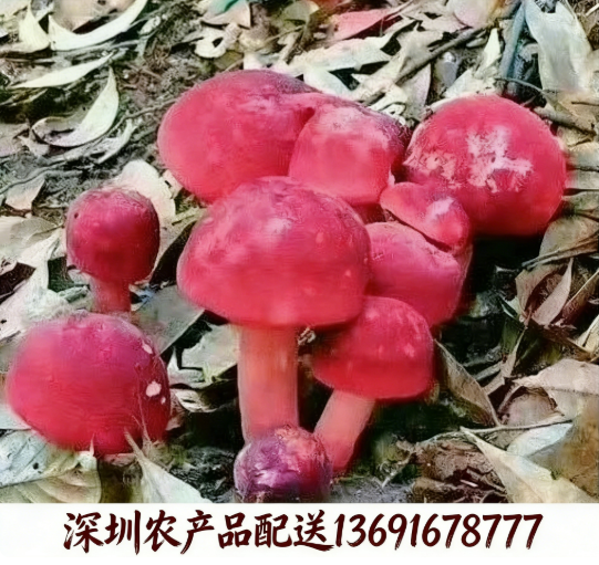 東莞農產品配送?中心解析:紅菌為什么價格高昂