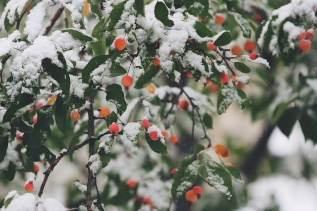1768442053.jpg tree winter.jpg